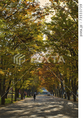 【町田市】鶴間公園のけやき並木 73533739