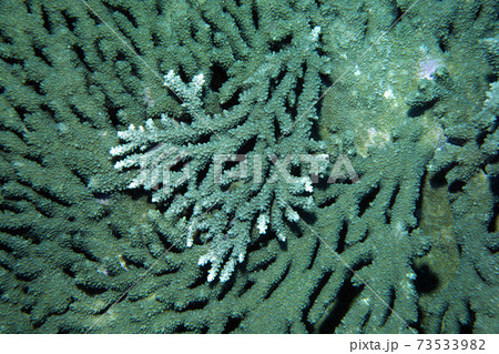 サンゴのアップ　テーブルサンゴ　ミドリイシ　グラフィック素材 73533982