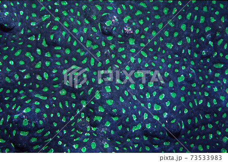 サンゴのアップ　キクメイシ　グラフィック素材 73533983