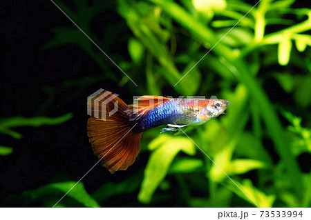 グッピー　レッドテールタキシード 73533994