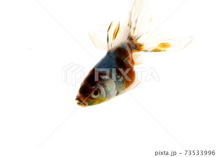 キャリコ琉金　金魚　泳ぐ　白バック 73533996