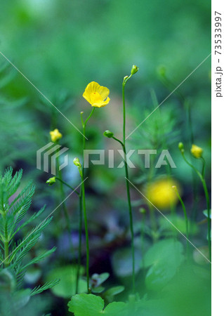 イトタヌキモの花　イトタヌキモ 73533997