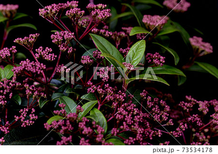 観葉植物　ビバーナムティヌス 　鉢植え　黒バック 73534178