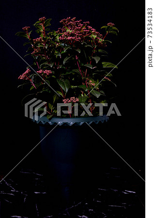 観葉植物　ビバーナムティヌス 　鉢植え　黒バック 73534183