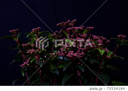 観葉植物　ビバーナムティヌス 　鉢植え　黒バック 73534184