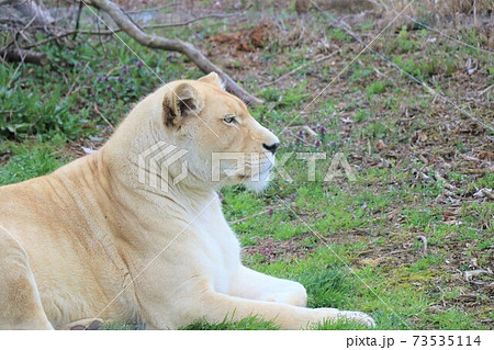 ホワイトライオンの横顔の写真素材