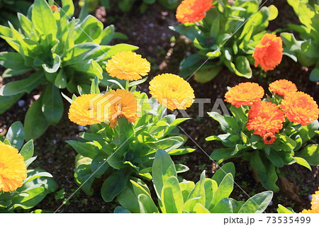 カレンジュラの花の写真素材