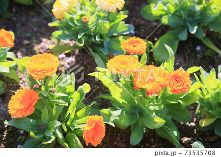 カレンデュラの花 73535708