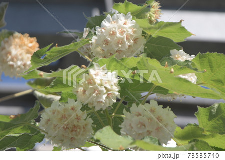 ドンベヤ 大船フラワーセンター ドンベヤ 大船フラワーセンター 73535740