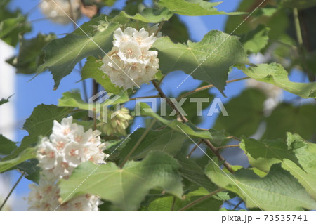 ドンベヤ 大船フラワーセンター ドンベヤ 大船フラワーセンター 73535741