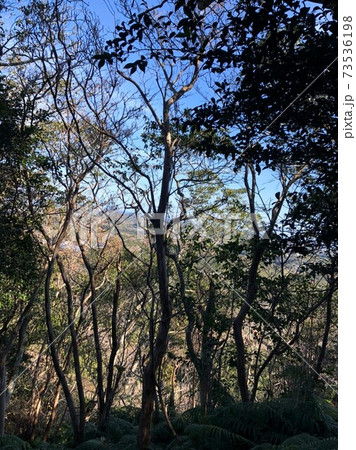 森の木々 森の木々 73536198