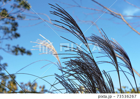 ススキの写真素材