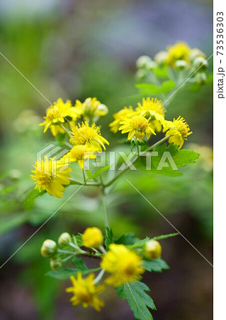 1606 キクタニギク 1606 キクタニギク 73536303