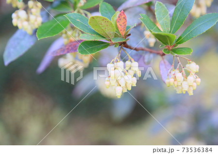 イチゴノキの花 73536384