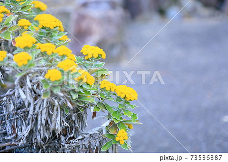 イソギクの花 73536387