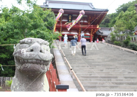 鶴岡八幡宮の狛犬 鶴岡八幡宮の狛犬 73536436