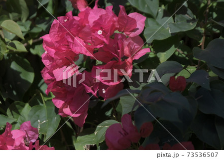 サンディエゴ 大船フラワーセンター サンディエゴ 大船フラワーセンター 73536507