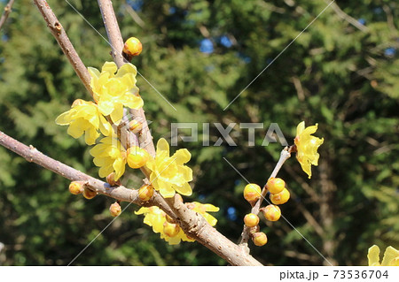 早春に咲くロウバイ(蝋梅) 早春に咲くロウバイ(蝋梅) 73536704