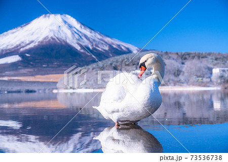 《山梨県》富士山と白鳥・冬の山中湖 73536738