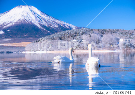 《山梨県》富士山と白鳥・冬の山中湖 73536741