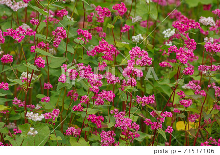ソバの花 73537106