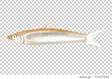 ワカサギ 73537263