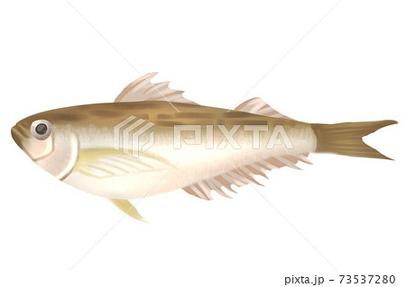 ハタハタ 73537280