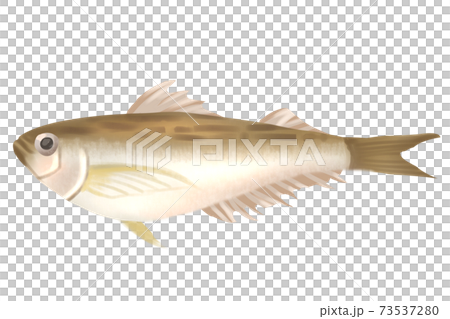 ハタハタ 73537280