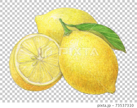 レモン 手描き 水彩色えんぴつ画のイラスト素材 [73537310] - PIXTA