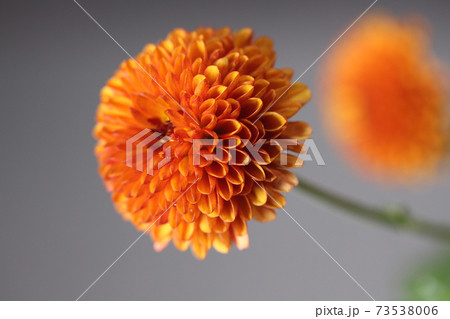 オレンジ色の小菊 73538006