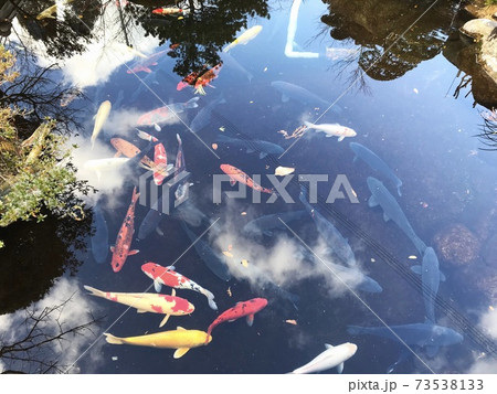 空を泳いでるように見える鯉 73538133