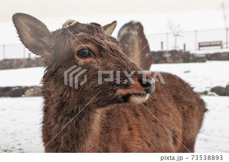 奈良公園の雪景色 73538893