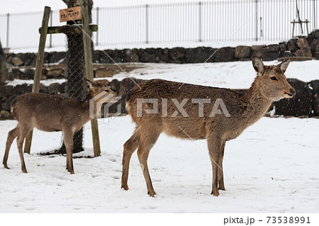 奈良公園の雪景色 奈良公園の雪景色 73538991