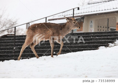 奈良公園の雪景色 73538999