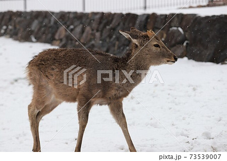 奈良公園の雪景色 奈良公園の雪景色 73539007
