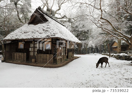 奈良公園の雪景色 73539022