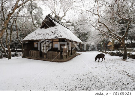 奈良公園の雪景色 73539023
