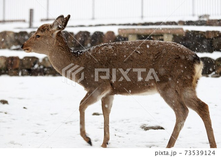 奈良公園の雪景色 奈良公園の雪景色 73539124