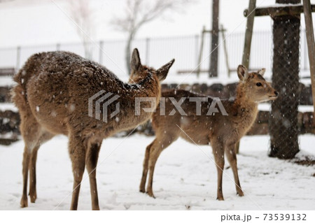 奈良公園の雪景色 奈良公園の雪景色 73539132