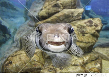 正面を向いているフグの写真素材