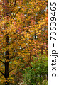 秋の風景・紅葉・山の景色 73539465