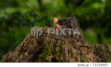 秋の風景・紅葉・山の景色 73539467