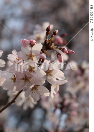 京都御苑の桜 73539468