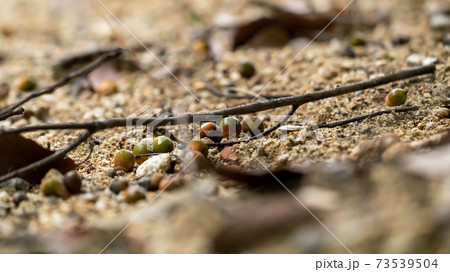 秋の風景・落ち葉・木の実・山の景色 73539504