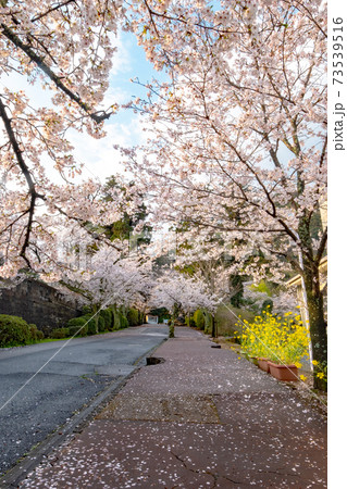 打吹公園の春景色（倉吉市） 73539516
