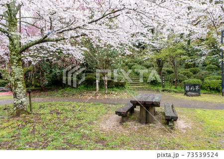 打吹公園の春景色（倉吉市） 73539524