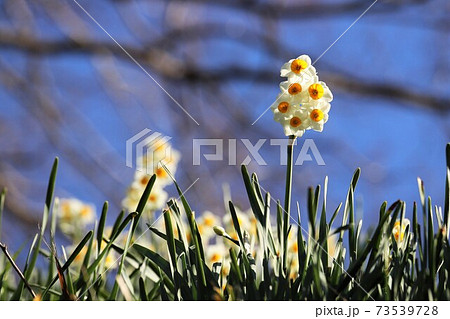 千早赤阪村　水仙の丘 73539728