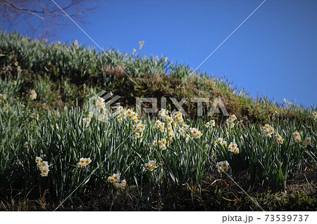 千早赤阪村　水仙の丘 73539737