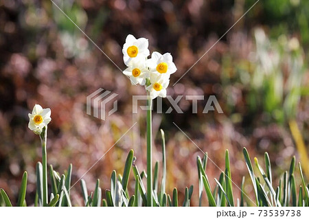 千早赤阪村　水仙の丘 73539738