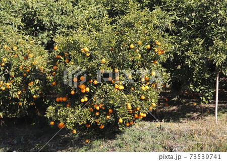 千早赤阪村　水仙の丘 73539741